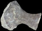 Mosasaur (Clidastes) Radius - Kansas #49331-1